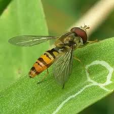 Attēlu rezultāti vaicājumam “Episyrphus balteatus”