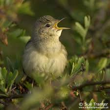 Attēlu rezultāti vaicājumam “Hippolais caligata adult”