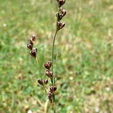 Attēlu rezultāti vaicājumam “Juncus gerardii fruit”
