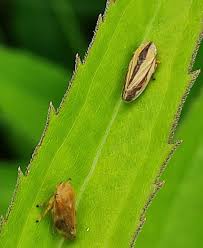 Attēlu rezultāti vaicājumam “Philaenus spumarius”