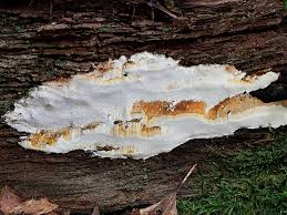 Attēlu rezultāti vaicājumam “Perenniporia medulla-panis”