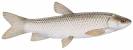 Grass Carp (Ctenopharyngodon idella)