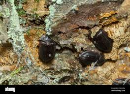 Attēlu rezultāti vaicājumam “Ostoma ferruginea”