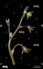 Attēlu rezultāti vaicājumam “Utricularia intermedia bud”