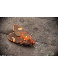 Attēlu rezultāti vaicājumam “Meloe sp. imago”