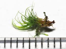 Attēlu rezultāti vaicājumam “| Dicranella”