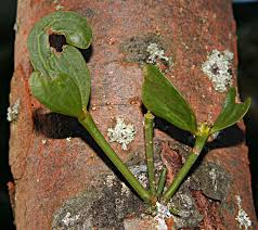 Attēlu rezultāti vaicājumam “Viscum album female flower”