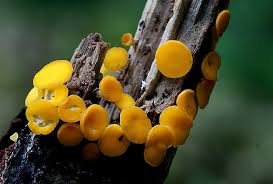 Attēlu rezultāti vaicājumam “Bisporella citrina”