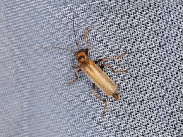 Attēlu rezultāti vaicājumam “Cantharis figurata”