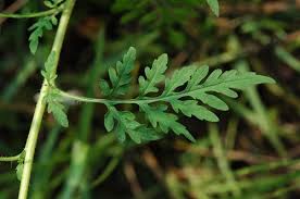 Attēlu rezultāti vaicājumam “Ambrosia artemisiifolia leaf”