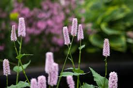 Attēlu rezultāti vaicājumam “Bistorta major”