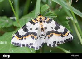 Attēlu rezultāti vaicājumam “Abraxas grossulariata”