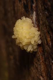 Attēlu rezultāti vaicājumam “Ceratiomyxa morchella macro”