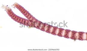 Attēlu rezultāti vaicājumam “Ceramium sp.”