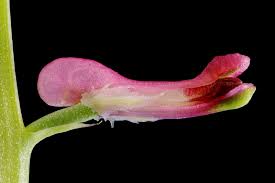 Image result for Fumaria officinalis