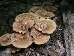 Attēlu rezultāti vaicājumam “Polyporus”
