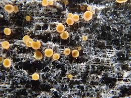 Attēlu rezultāti vaicājumam “Proliferodiscus pulveraceus”