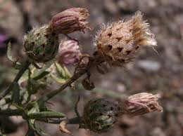 Attēlu rezultāti vaicājumam “Centaurea stoebe fruit”