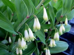 Attēlu rezultāti vaicājumam “Polygonatum odoratum flower”
