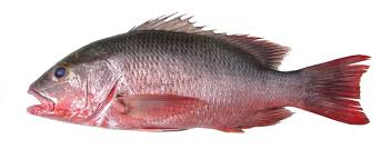 Image result for Lutjanus novemfasciatus