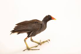 Attēlu rezultāti vaicājumam “Gallinula chloropus”