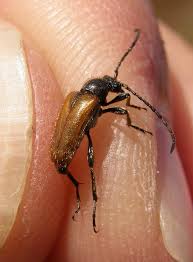 Attēlu rezultāti vaicājumam “Pseudovadonia livida”