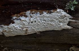 Attēlu rezultāti vaicājumam “Antrodia sinuosa”