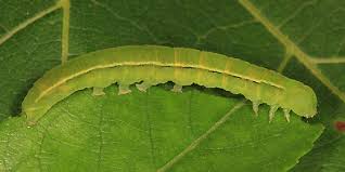 Attēlu rezultāti vaicājumam “Scoliopteryx libatrix”