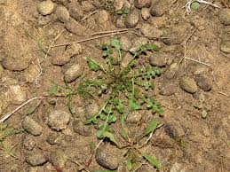 Attēlu rezultāti vaicājumam “Teesdalia nudicaulis”