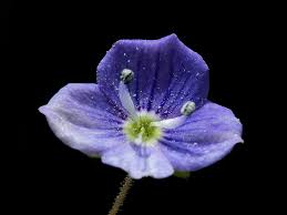 Attēlu rezultāti vaicājumam “Veronica arvensis flower”