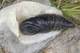 Attēlu rezultāti vaicājumam “Malacosoma castrensis male”