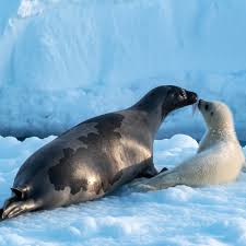 Image result for Pagophilus groenlandicus