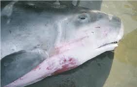 Image result for Kogia breviceps