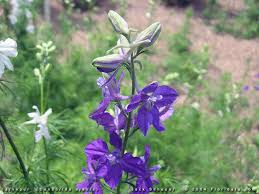 Image result for Consolida ajacis oder Consolida regalis