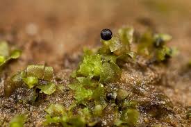 Attēlu rezultāti vaicājumam “Fossombronia foveolata spores”