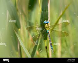 Attēlu rezultāti vaicājumam “Aeshna viridis”