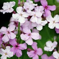 Attēlu rezultāti vaicājumam “Hesperis matronalis”