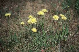 Attēlu rezultāti vaicājumam “Laserpitium pruthenicum”
