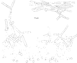Attēlu rezultāti vaicājumam “Byssocorticium atrovirens”
