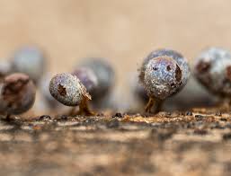 Attēlu rezultāti vaicājumam “Badhamia utricularis stalked”