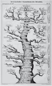 Image result for Evolution Stammbaum