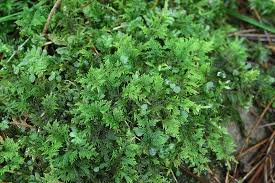 Attēlu rezultāti vaicājumam “Thuidium recognitum”