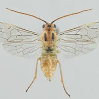 Attēlu rezultāti vaicājumam “Euura pedunculi”