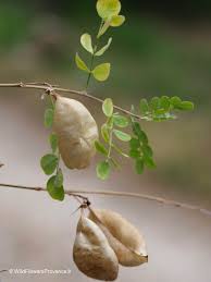 Image result for Colutea arborescens