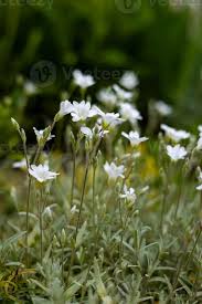 Attēlu rezultāti vaicājumam “Cerastium tomentosum flower”