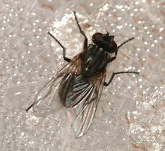 Attēlu rezultāti vaicājumam “Musca domestica”