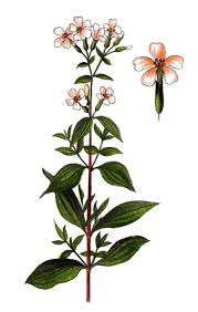 Attēlu rezultāti vaicājumam “Saponaria officinalis”