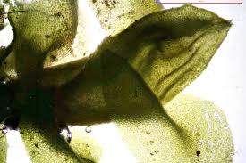 Attēlu rezultāti vaicājumam “Jungermannia hyalina”