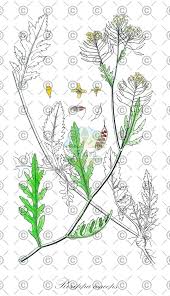 Attēlu rezultāti vaicājumam “Rorippa amphibia leaf”