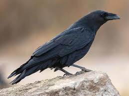 Attēlu rezultāti vaicājumam “Corvidae”